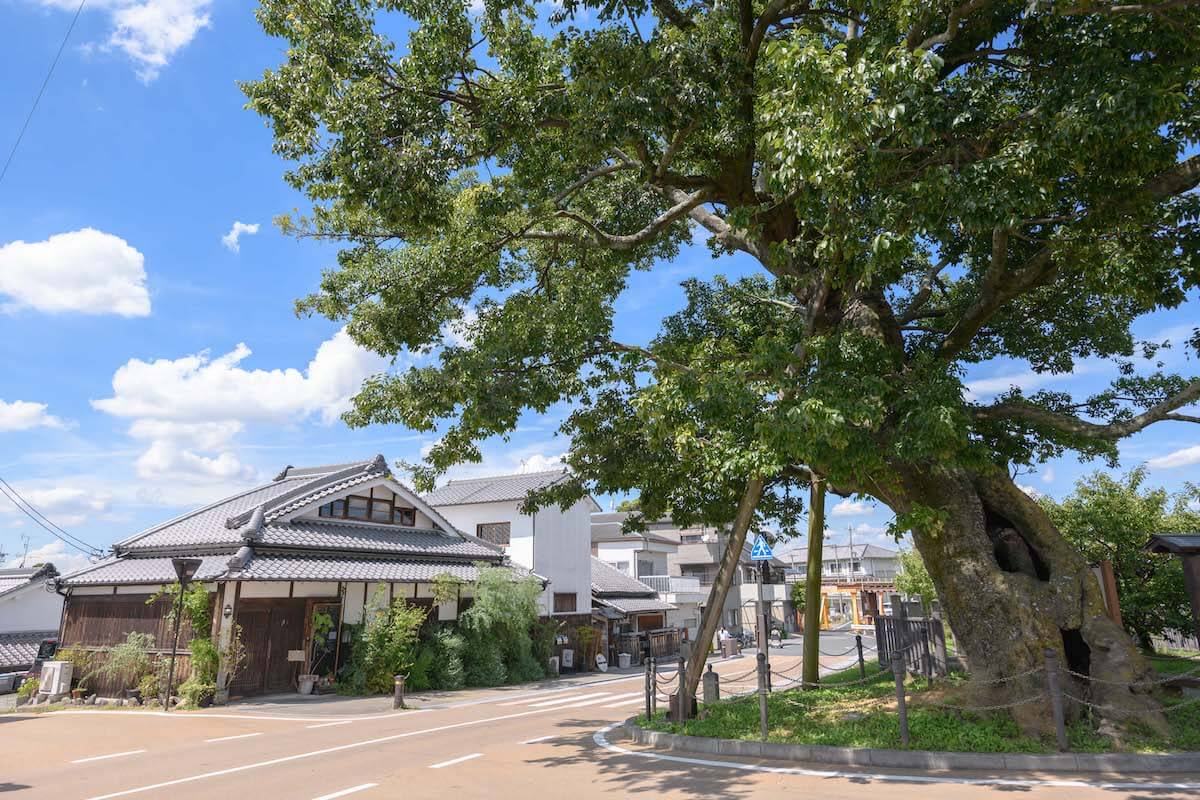 外観とえのきの木の画像